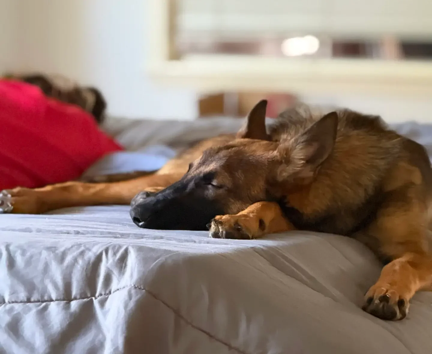 The Dog Standard — dog trainer in Houston, TX