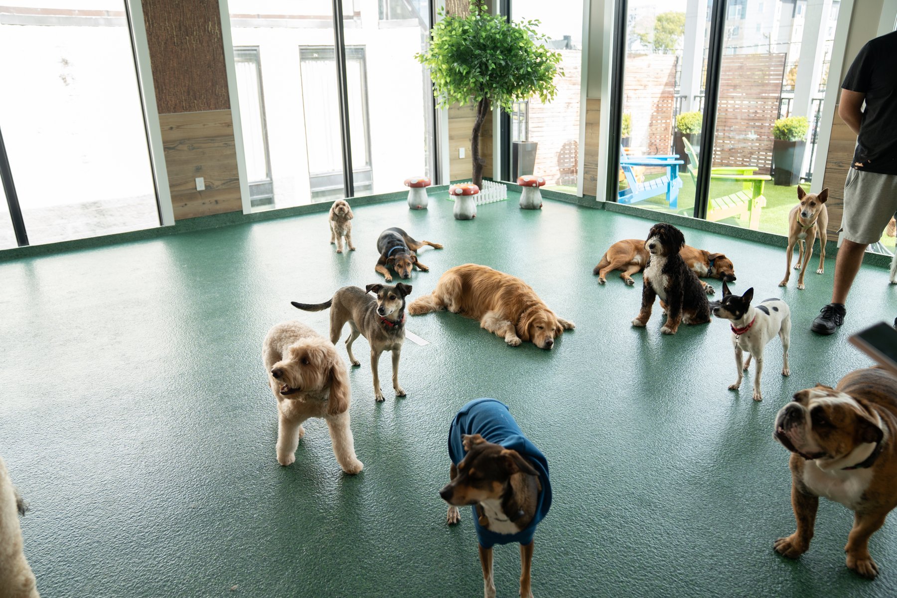 FurryTalesNJ — dog trainer in Jersey City, NJ