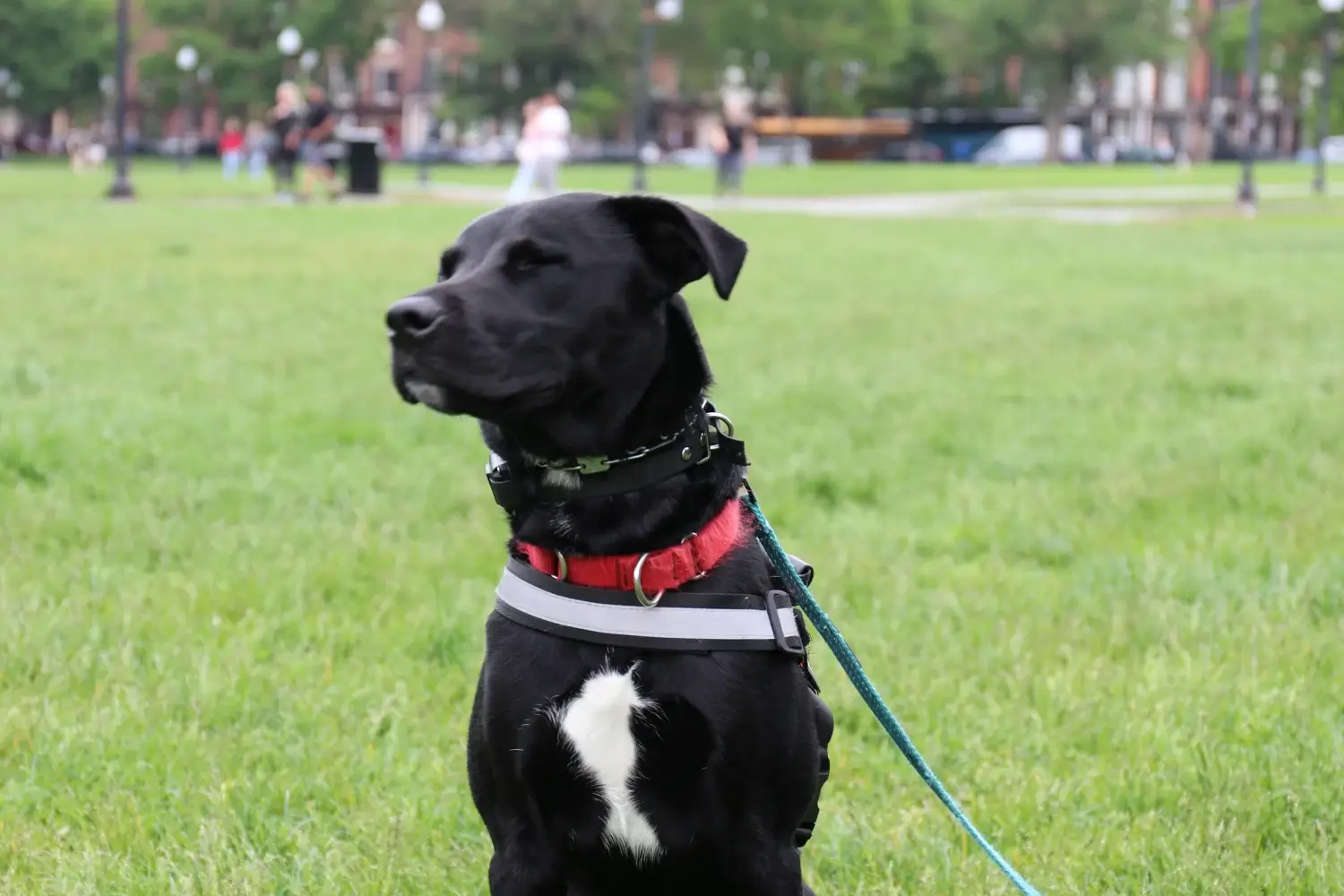 One Mission Dog Training — dog trainer in Boston, MA