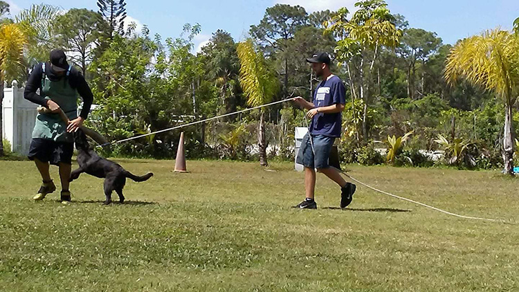 Homeland K-9, Dog training.