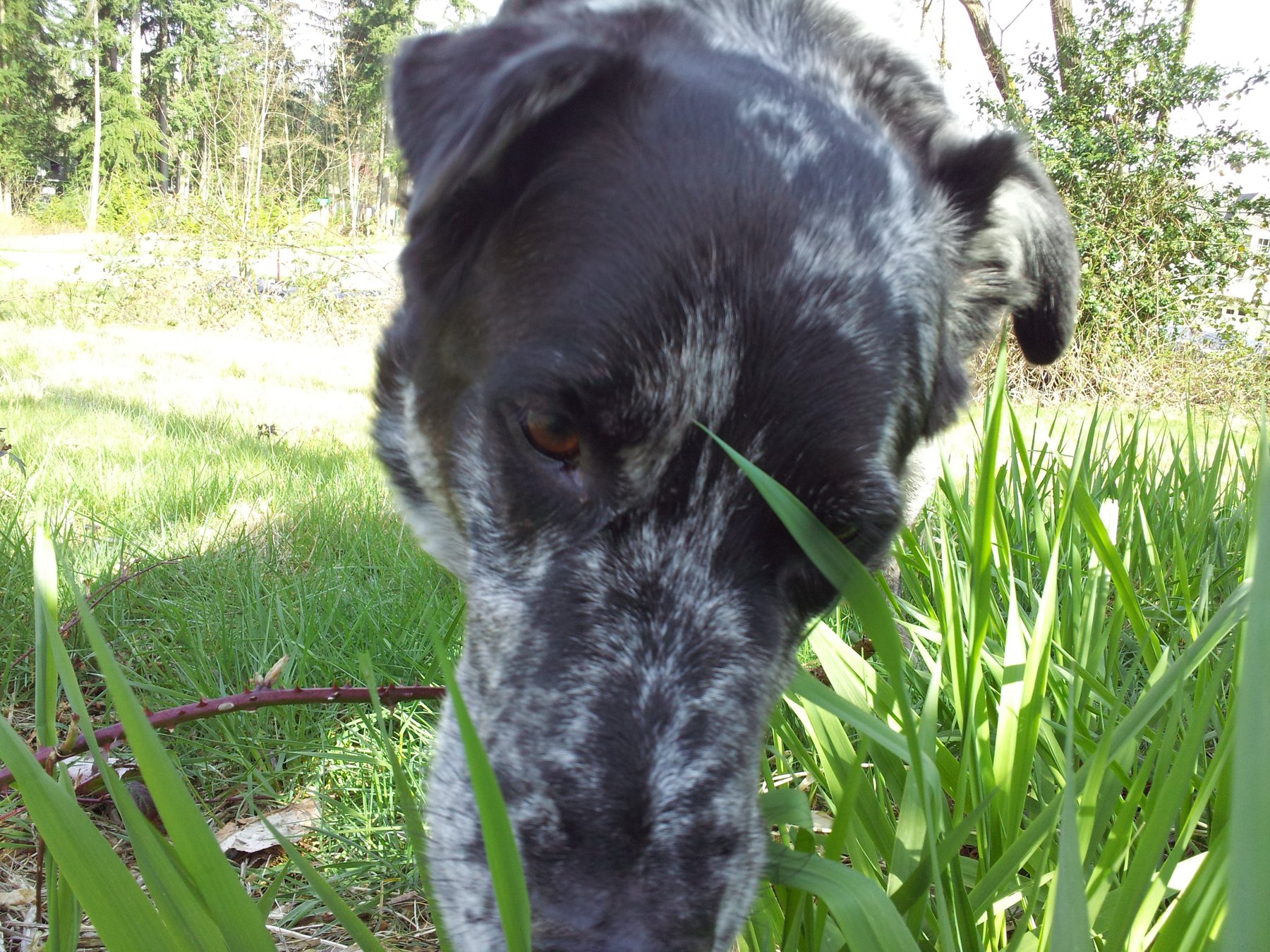 A Dog’s Tail