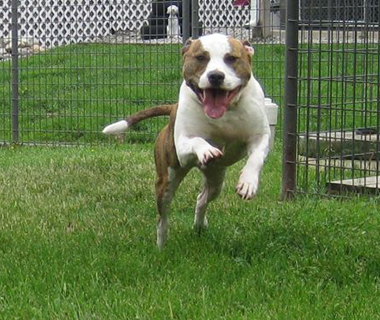 Canine Sports Center