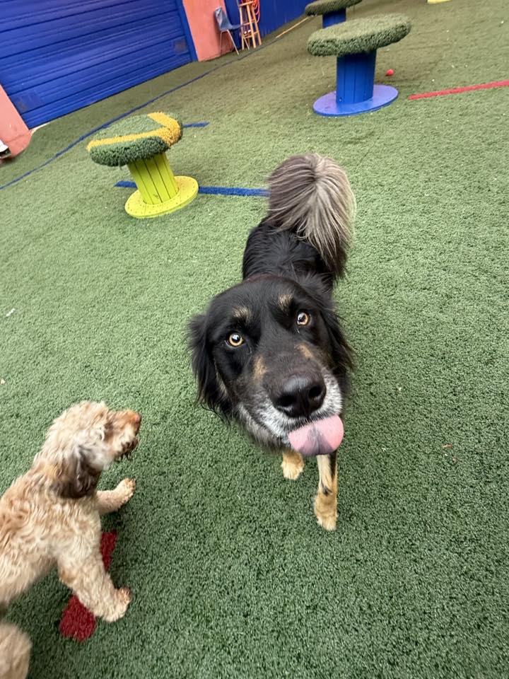 Dog Days San Antonio — dog trainer in San Antonio, TX