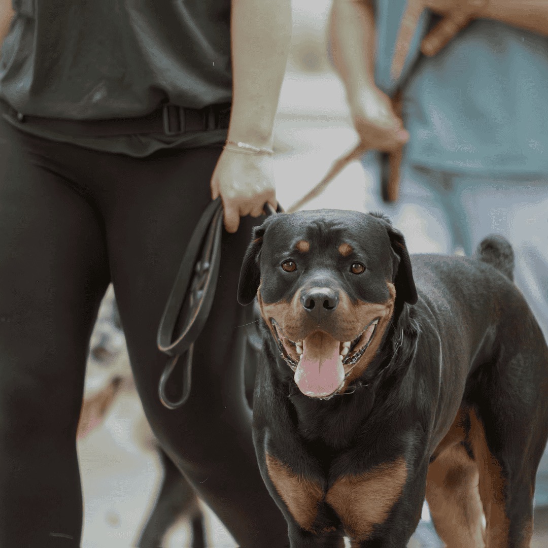 Scentsible K9 Dog Training