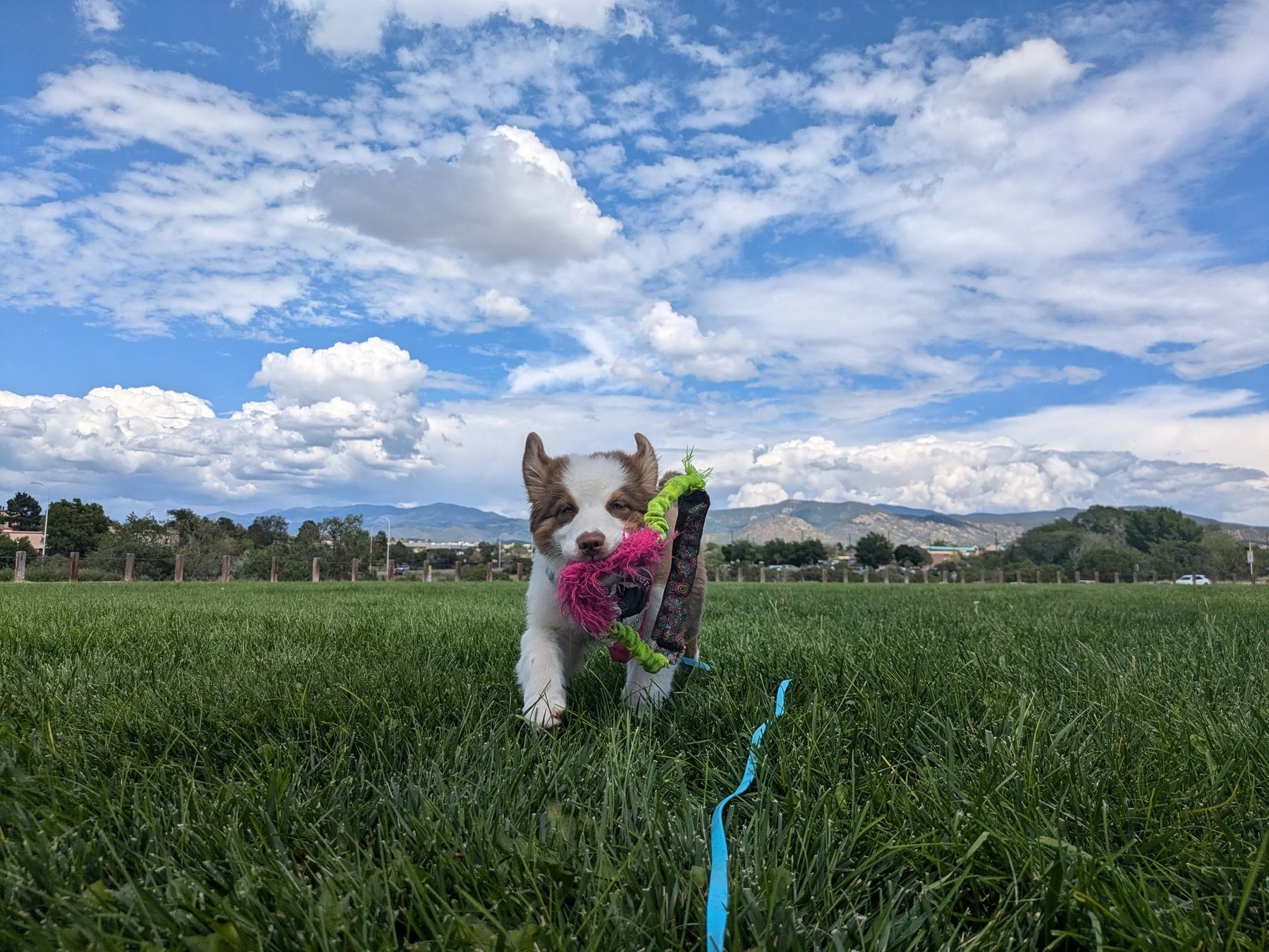 A Matter of Manners Behavior and Training — dog trainer in Santa Fe, NM