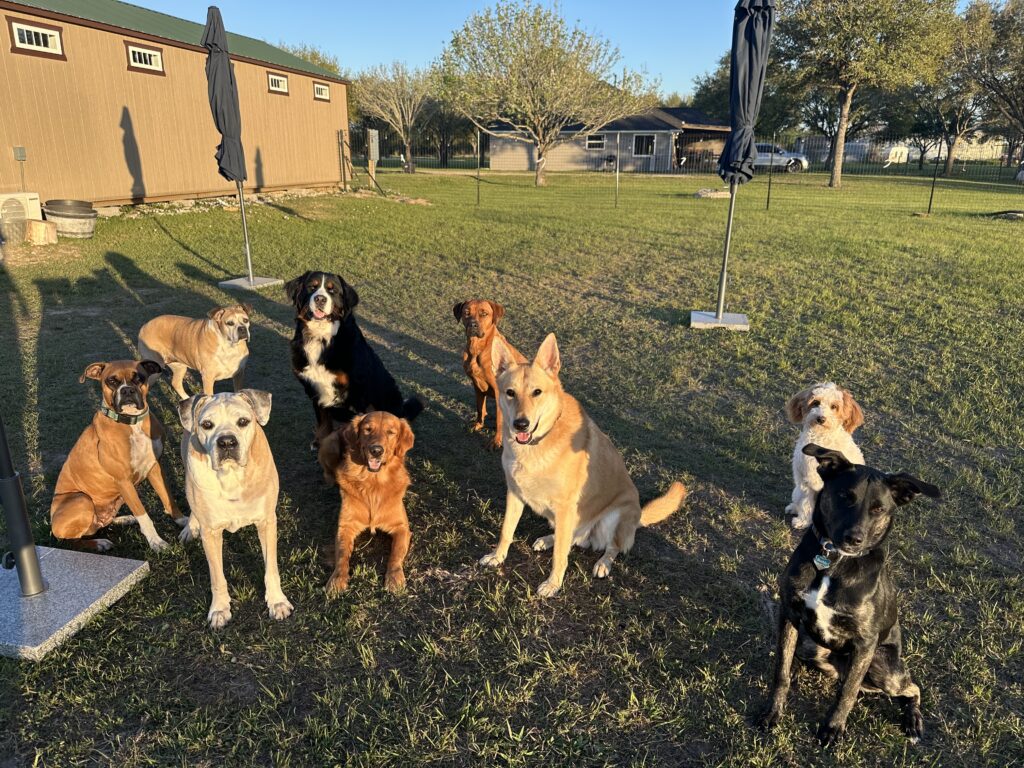 Pupsties — dog trainer in Katy, TX