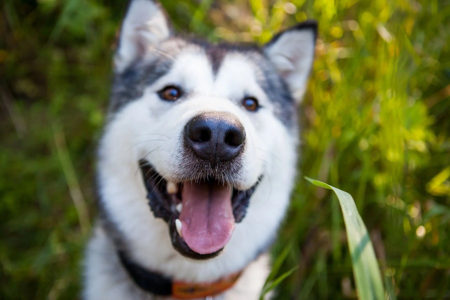 Pull Together K9 Training — dog trainer in Vancouver, WA