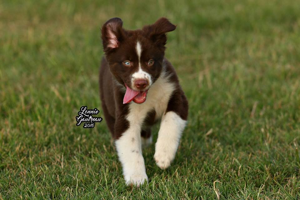 Saint Dog Training