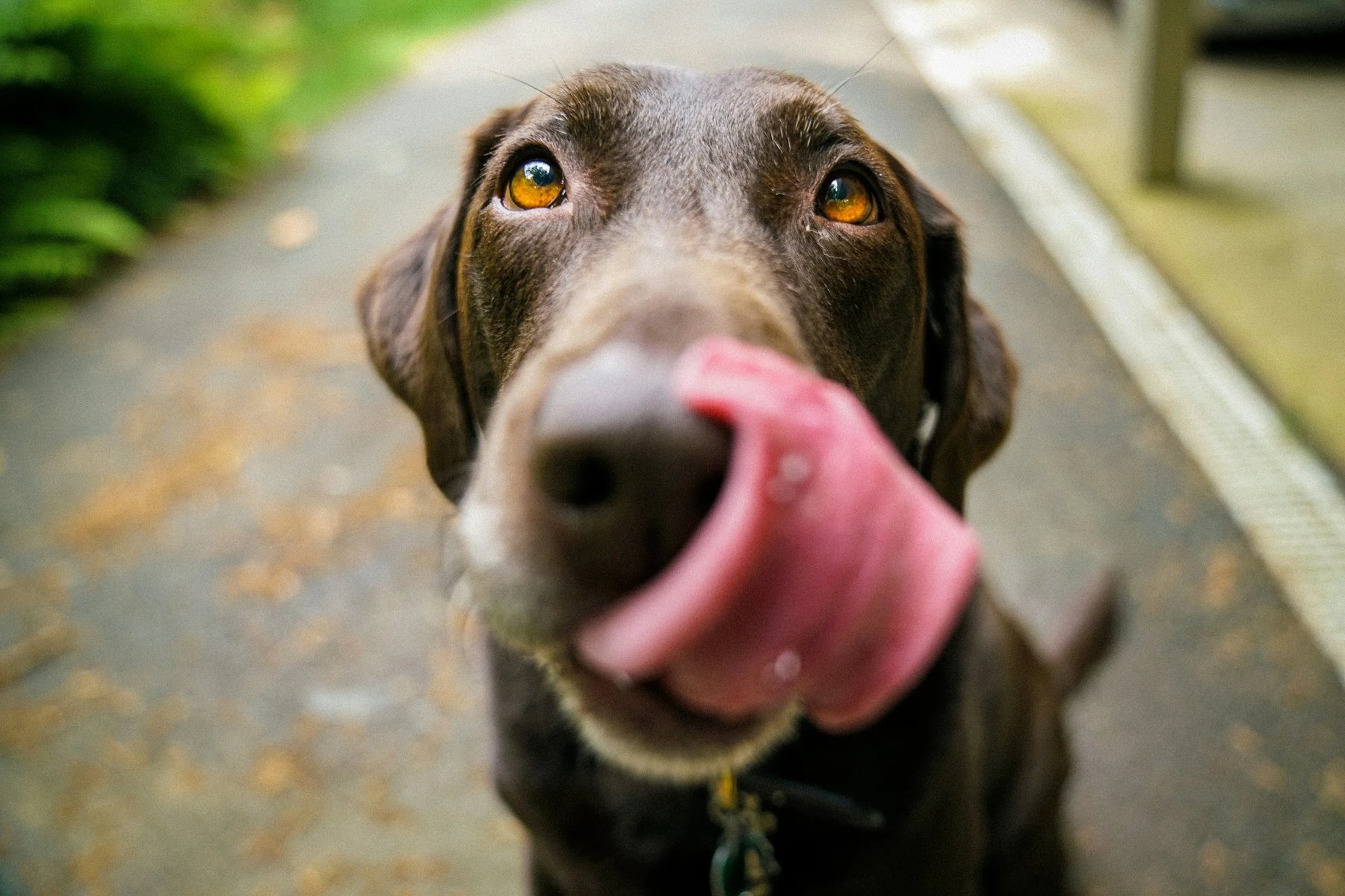 Recallr Dog Training — dog trainer in Plano, TX