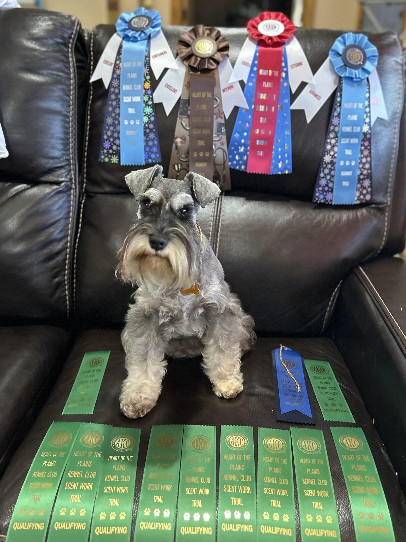 South Plains Obedience Training — dog trainer in Lubbock, TX
