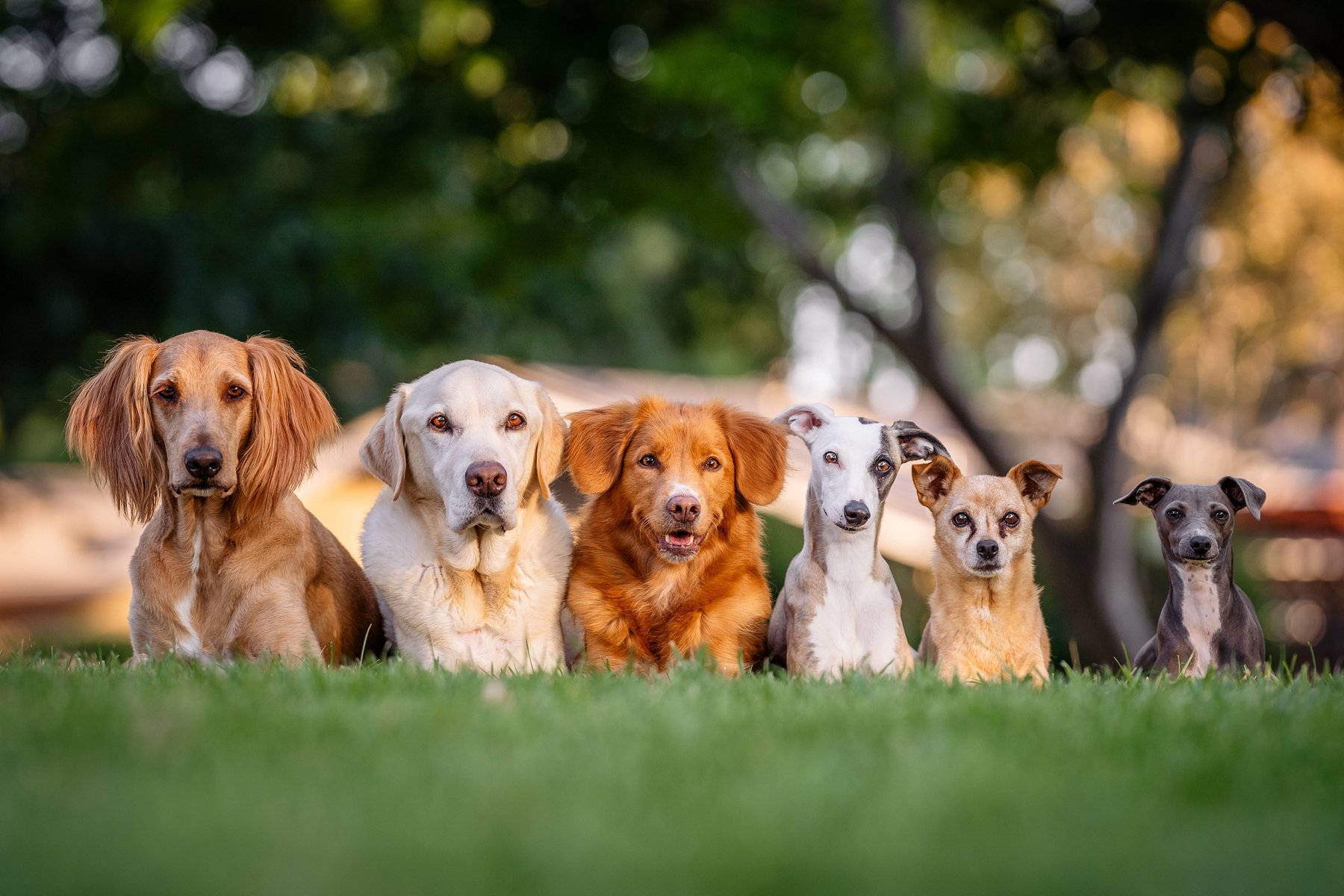 Rockem Dog Training, LLC