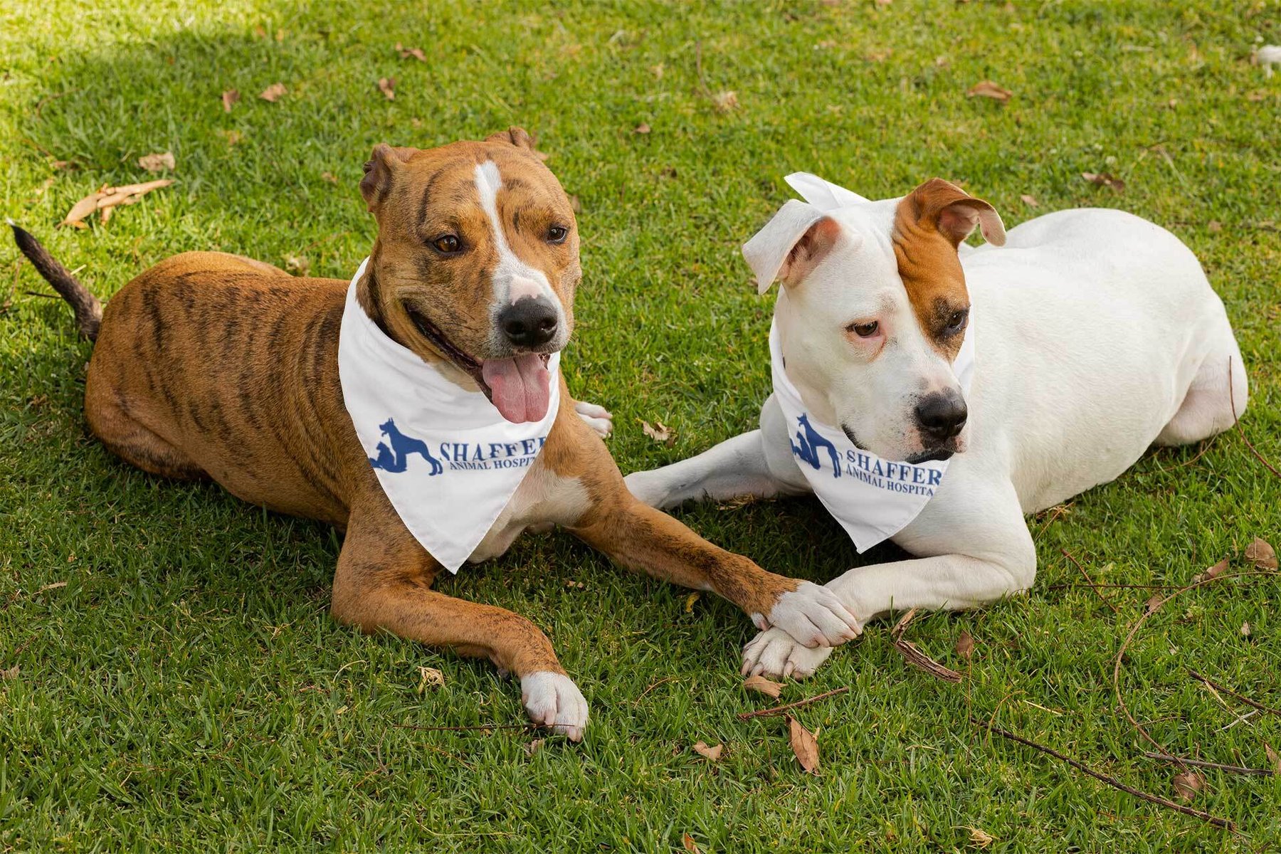 G.O.D.O.G.S. — dog trainer in Sanford, FL