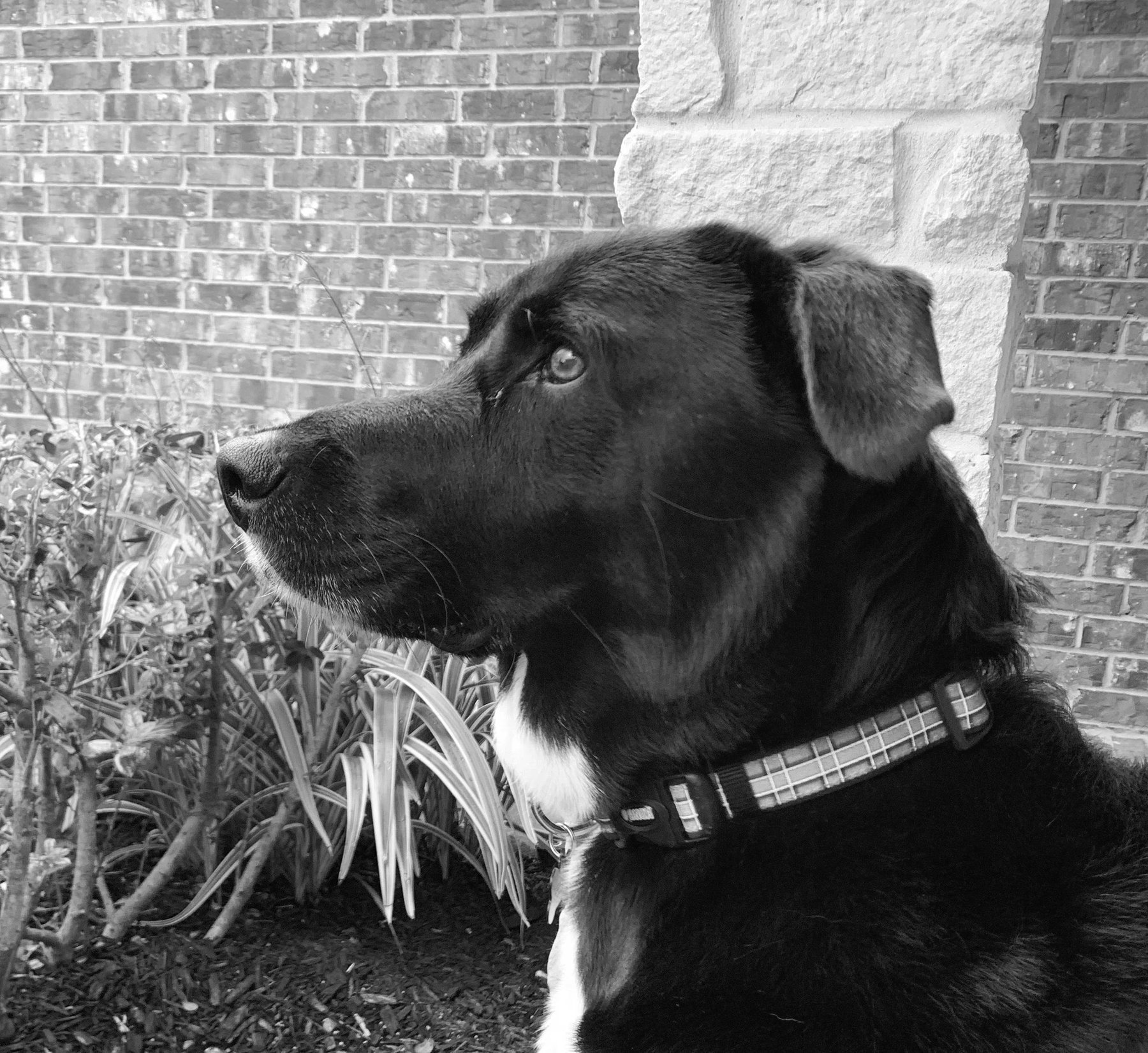 Mindful Canines of Texas
