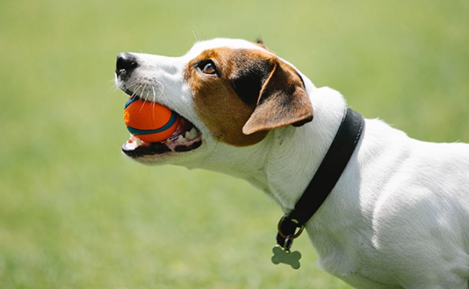 K9 Advanced dog training