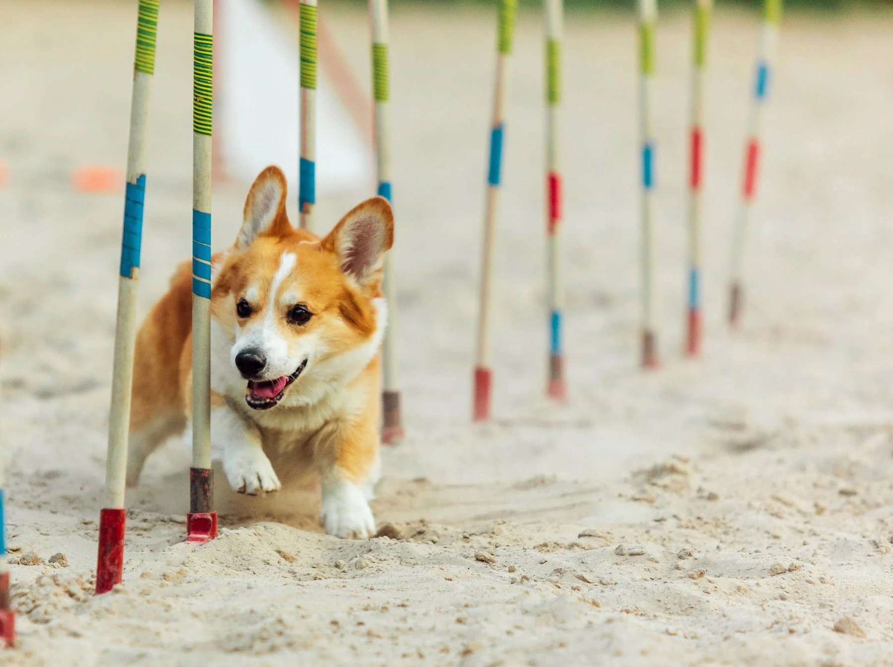 Center for Canine Sports
