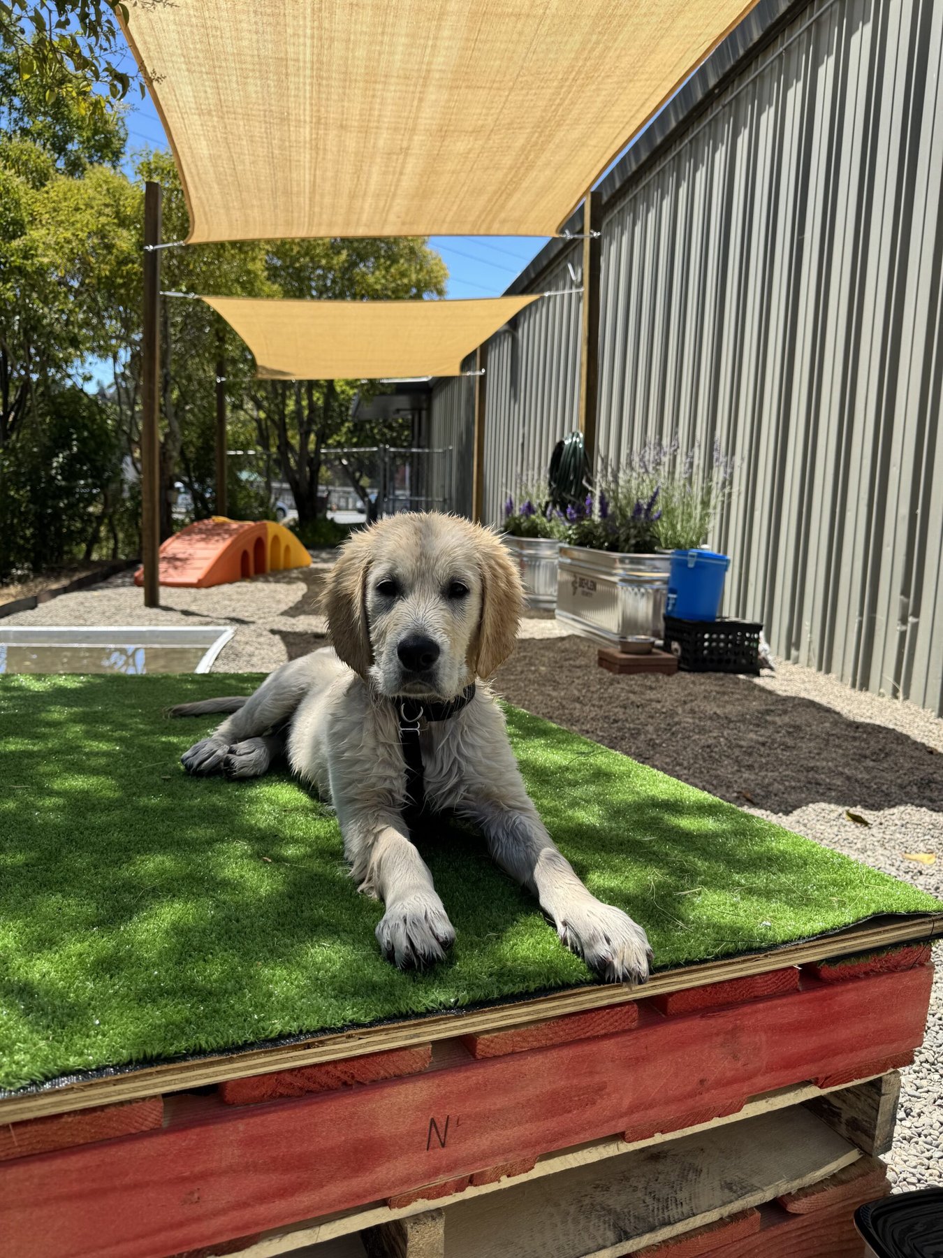 Hillary's Hound House, Inc. — dog trainer in San Rafael, CA