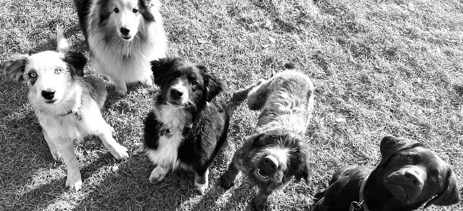 Wind River Canine Partners, Dog Training & Boarding