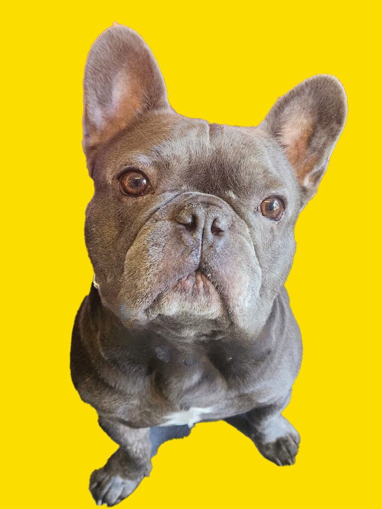 Custom-K9 Bay Area Dog Training & Boarding — dog trainer in San Mateo, CA