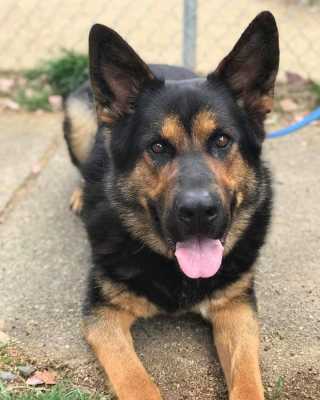 NexGen K9 Training