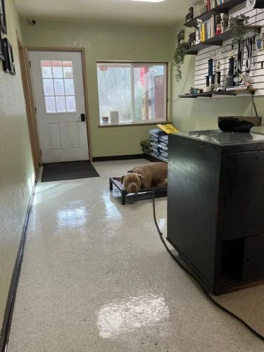 Scatter Creek Kennels & Training Services