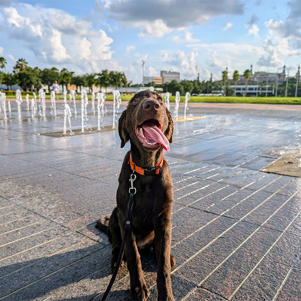 Right Paw Dog Training