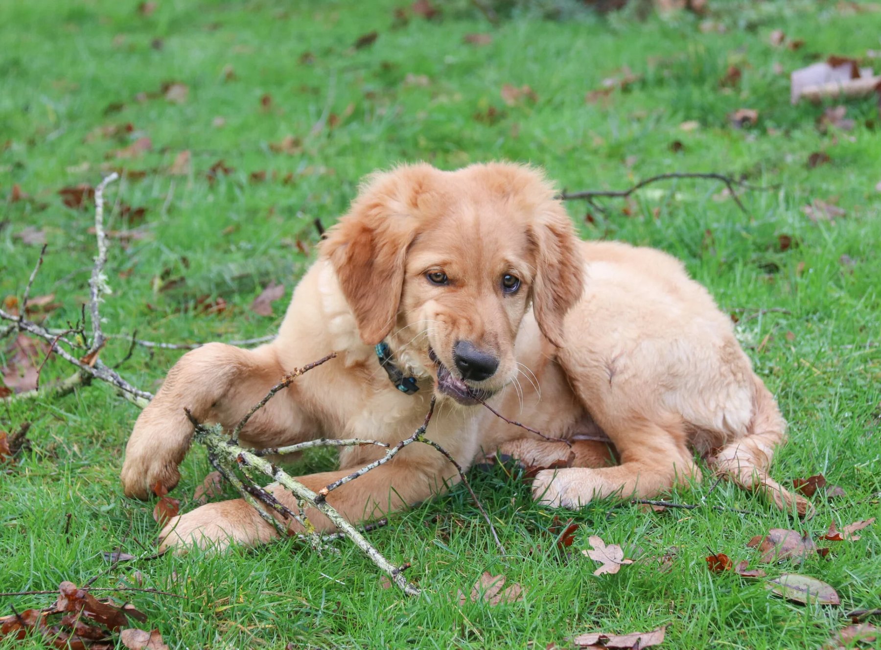 Auseez Dog Training LLC – All breed dog training