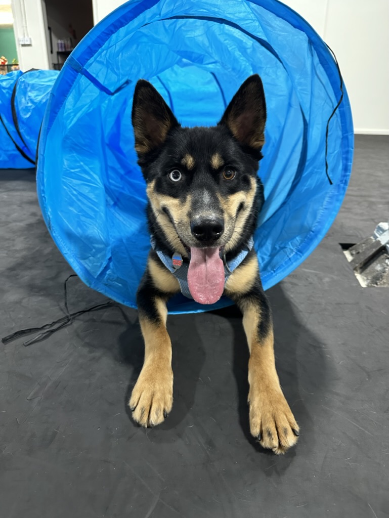 Ace's Pace — dog trainer in Sacramento, CA