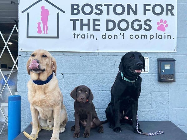 Boston for the Dogs