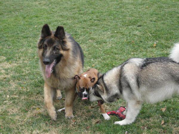Amy’s Dog Training