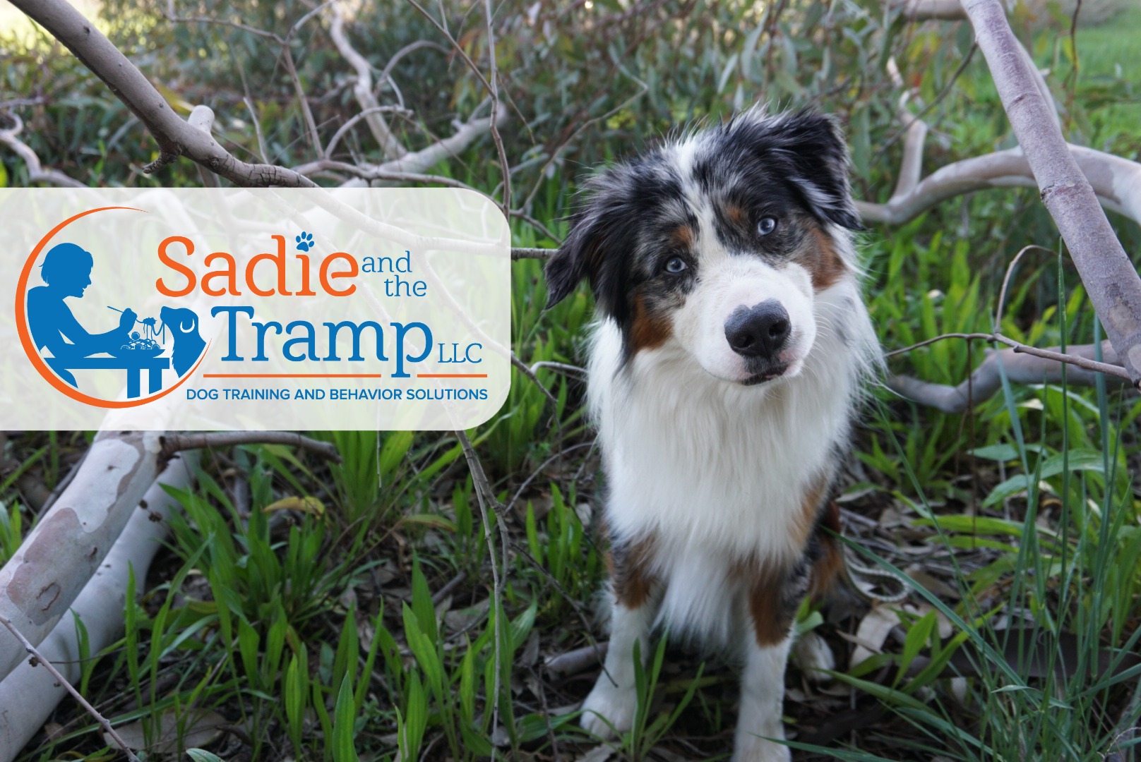 Sadie and the Tramp LLC | Dog Training and Behavior Solutions