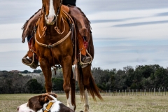 Diamond J Stockdogs