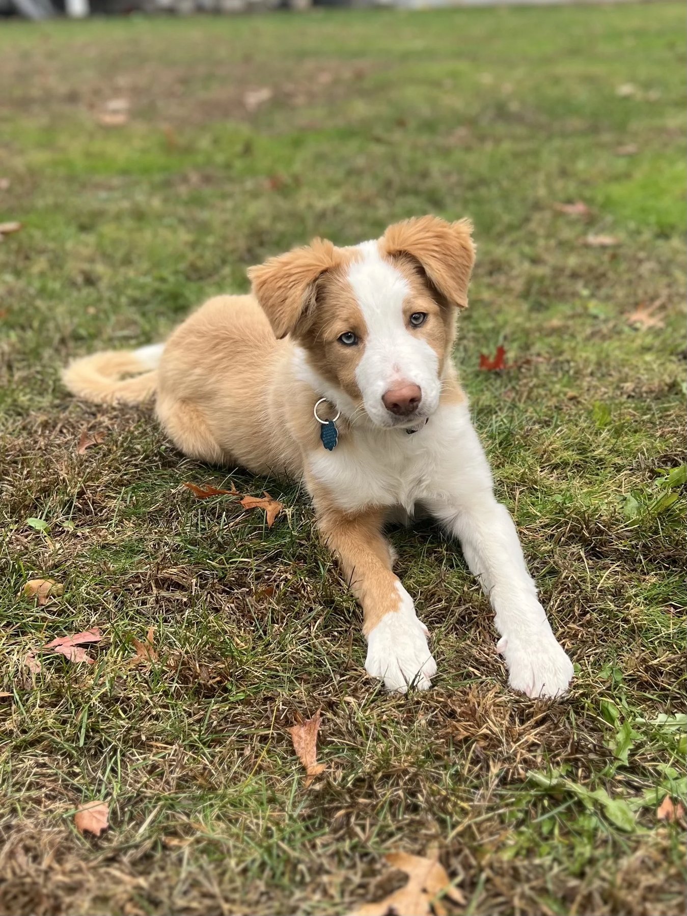 Cassie’s Dog Training