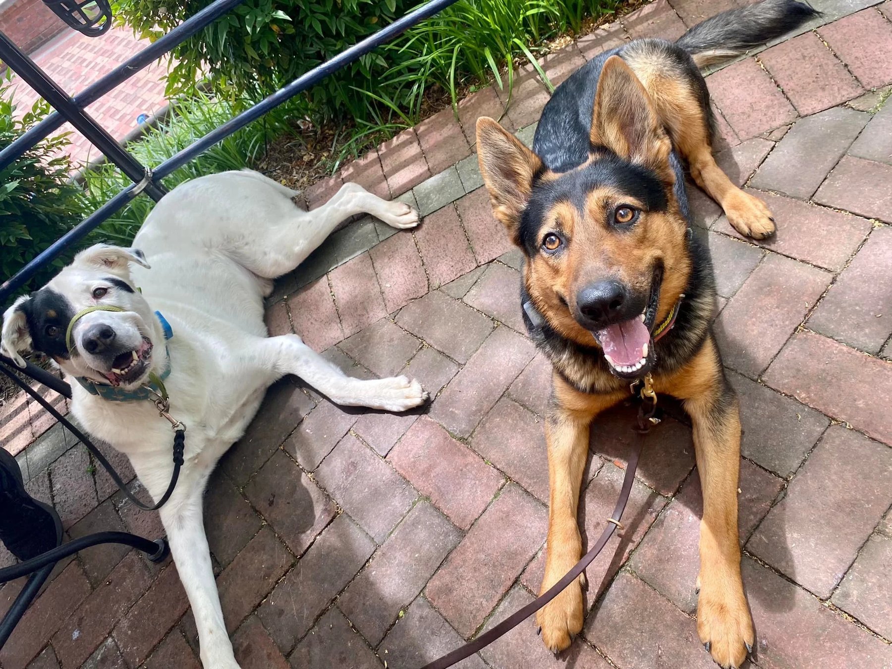 Sit 'n Stay Training — dog trainer in Annapolis, MD