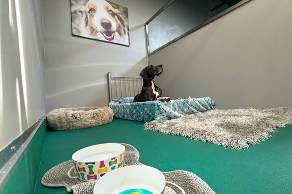 Green Leaf Pet Resort Ocean
