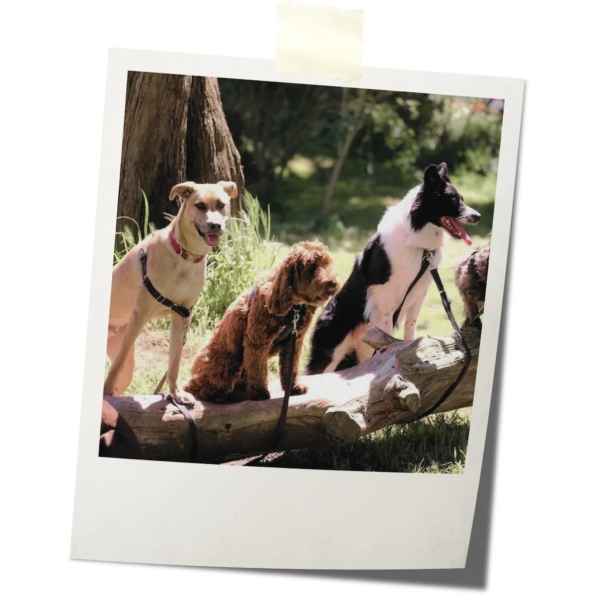 The Reliable Dog — dog trainer in Barnstable, MA