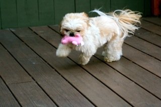 The Well-Mannered Dog Inc