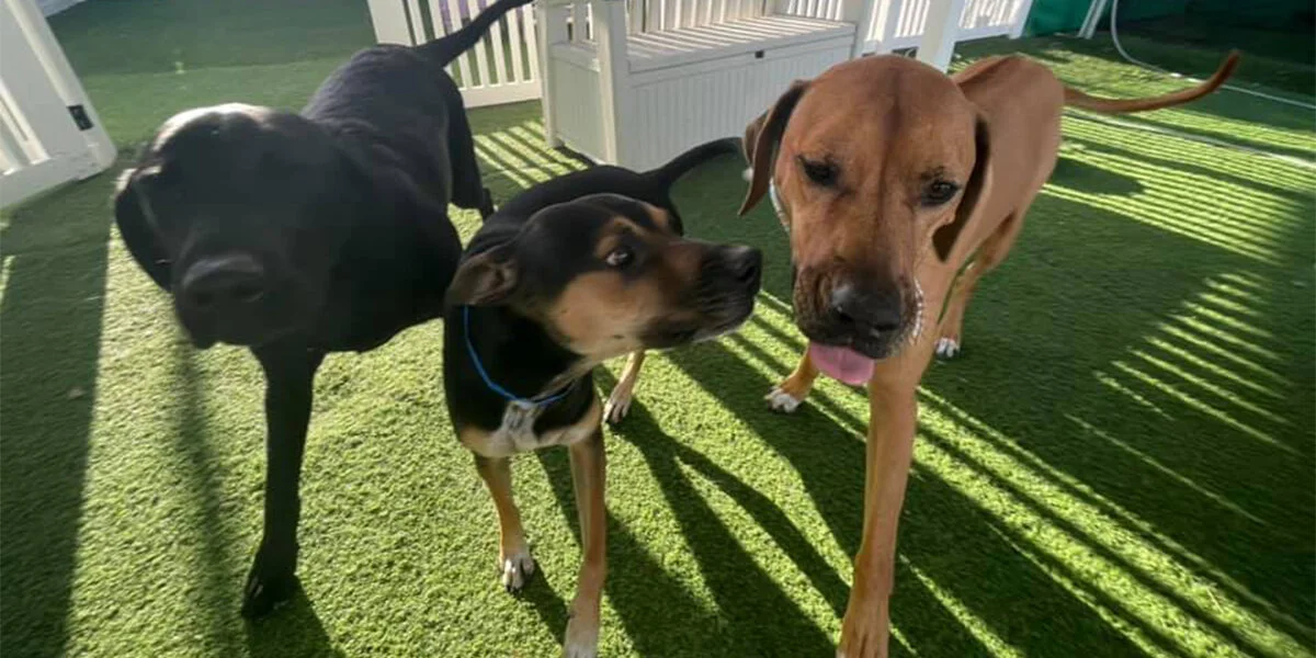 Laughing Dog Inn — dog trainer in Thousand Oaks, CA