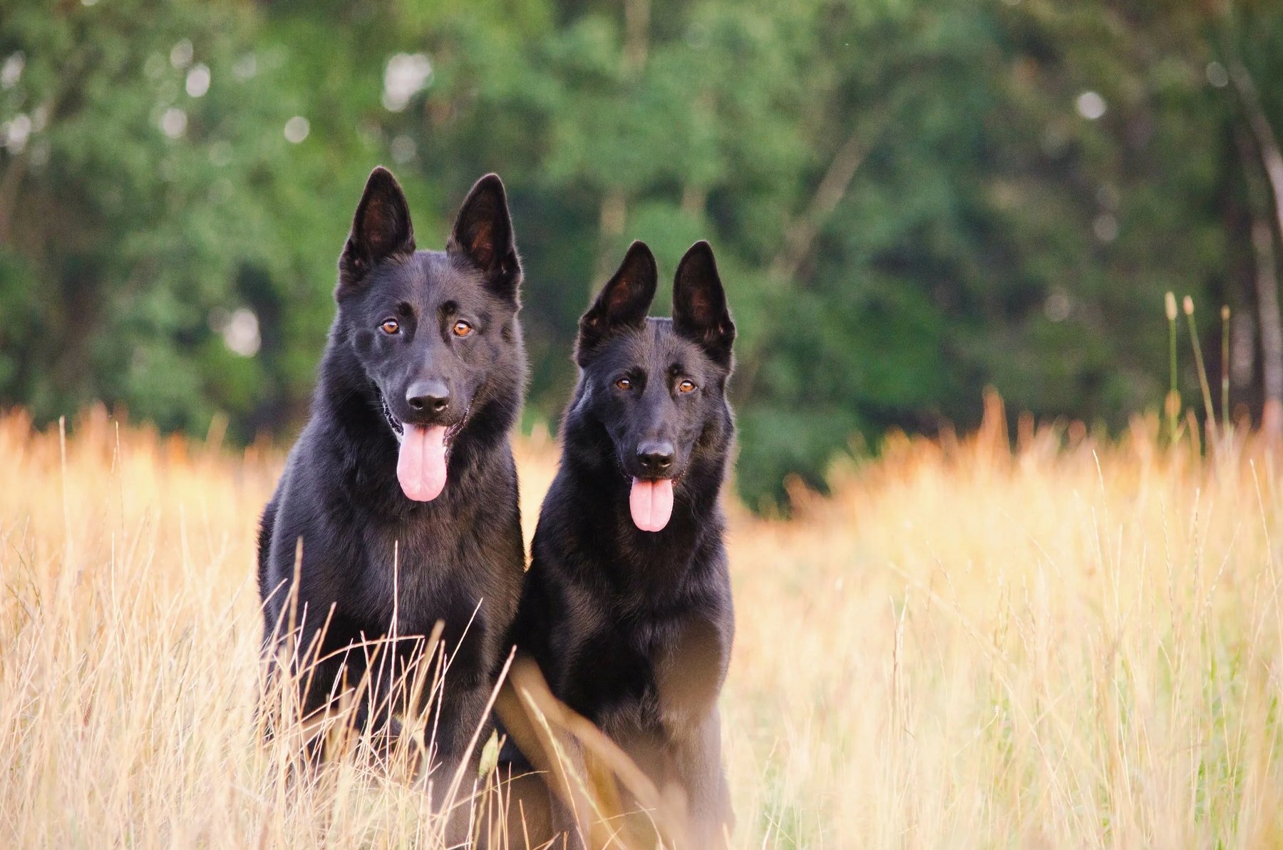 Elite Florida Canine College, LLC