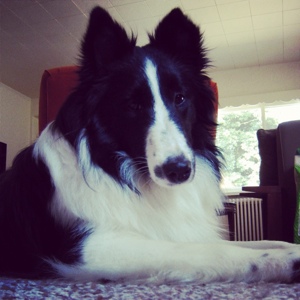 Helping Pets Behave
