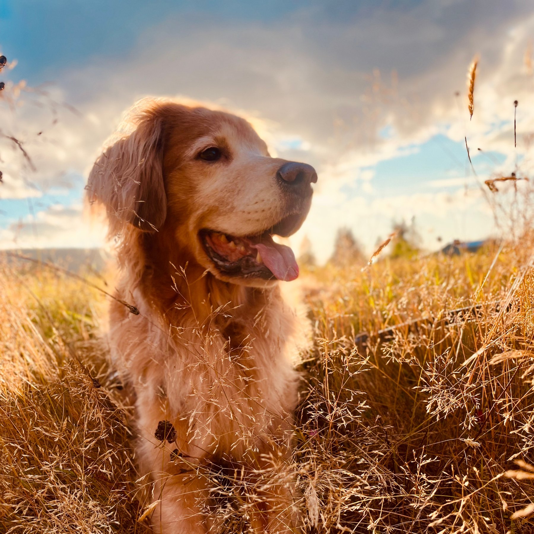 Golden Boy Dog Training