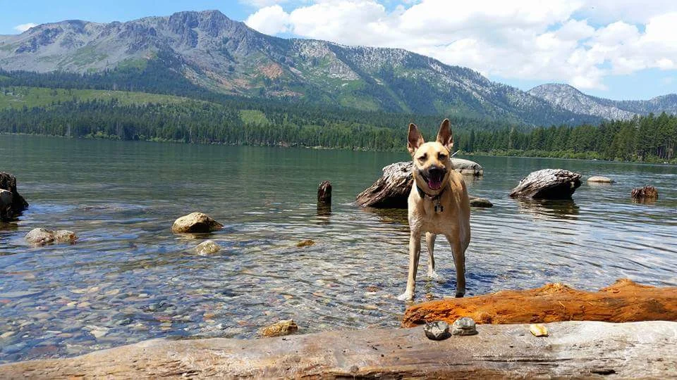 Mountain Mutt Dog Training