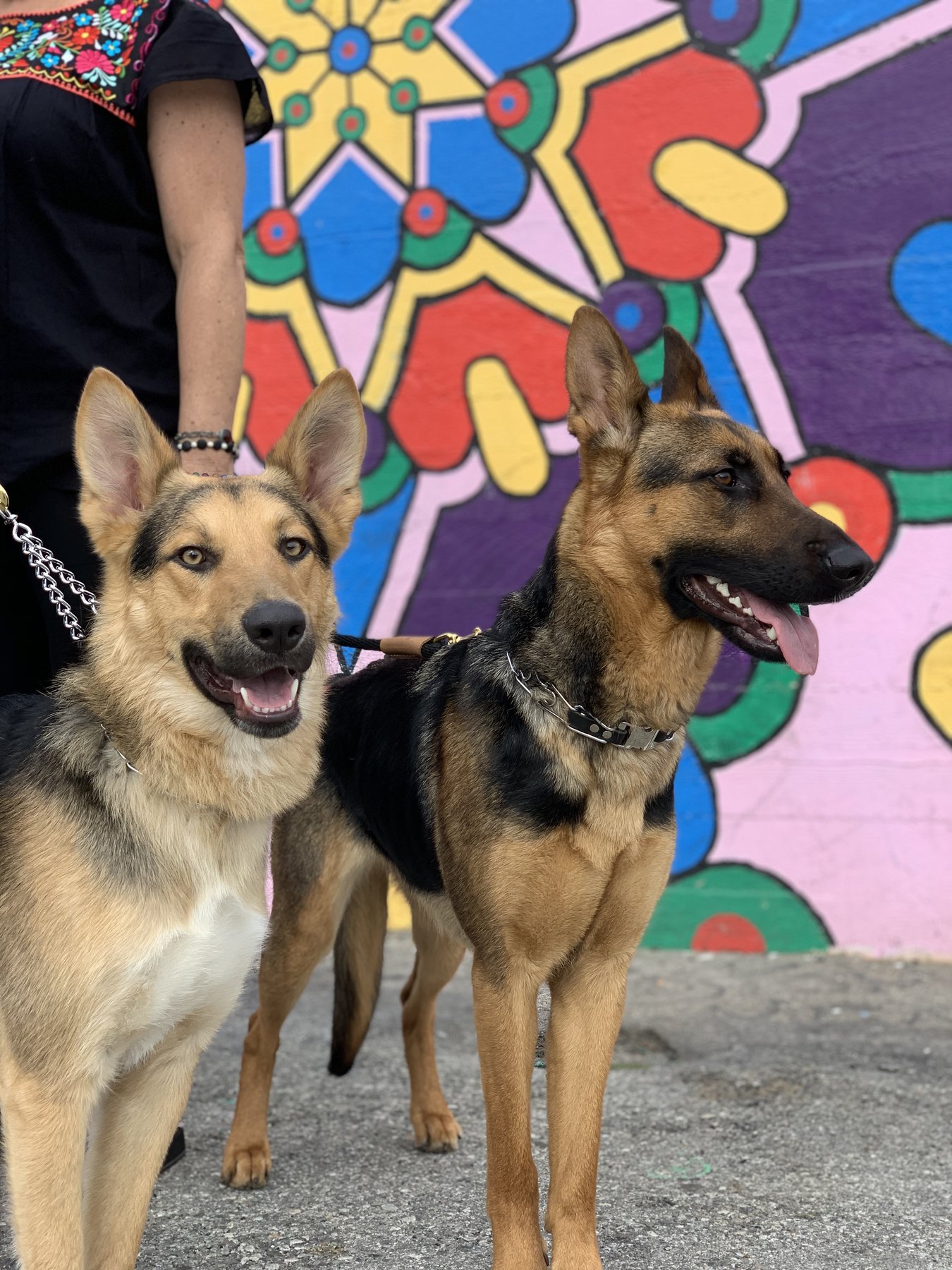 The Dog Guru Whisperer & Ex K9 Officer Training