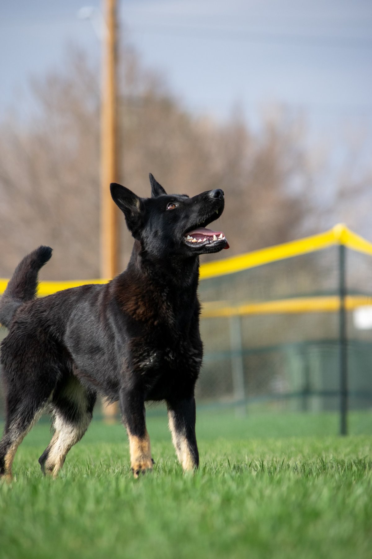 Heart Mountain K9 Billings