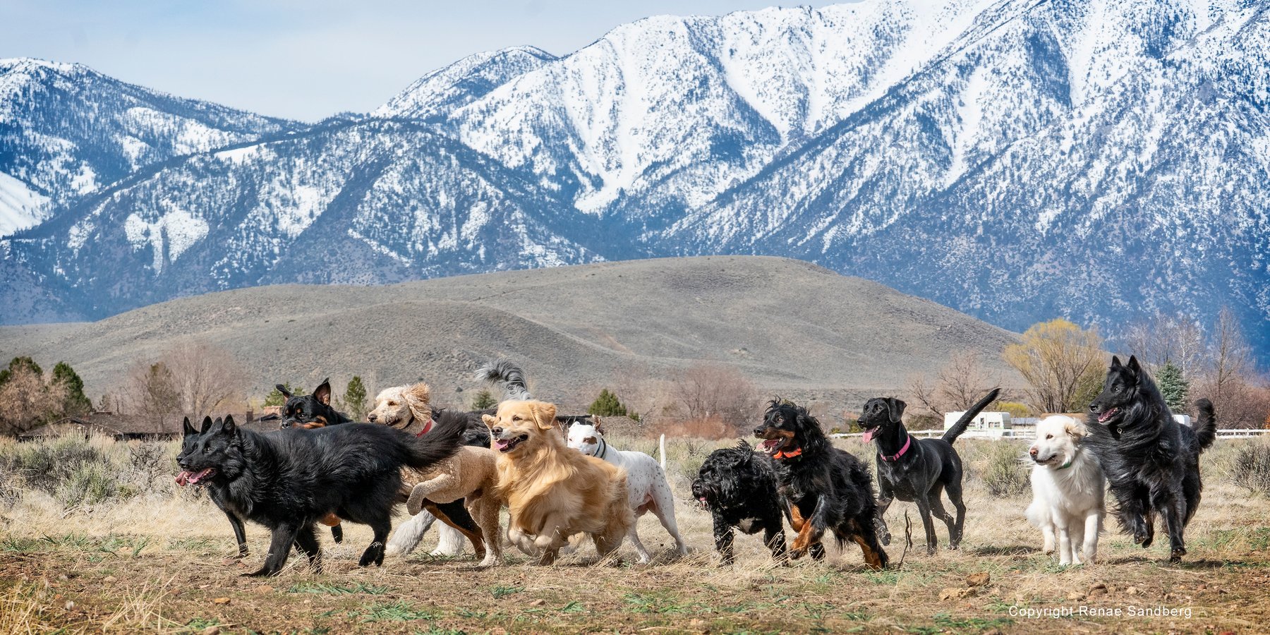 Sierra Canine Academy