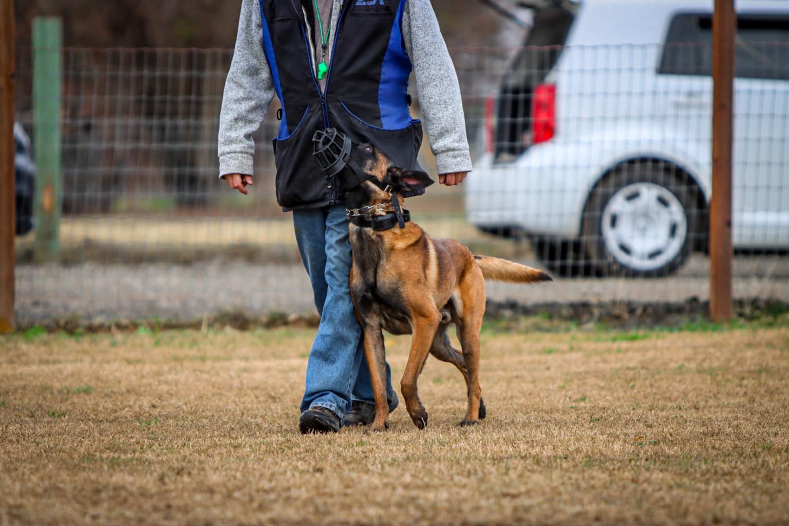 Mintz Canine — dog trainer in Santa Rosa, CA