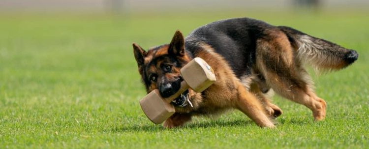 Beth Bradley Dog Training