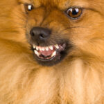 Positive Dogs