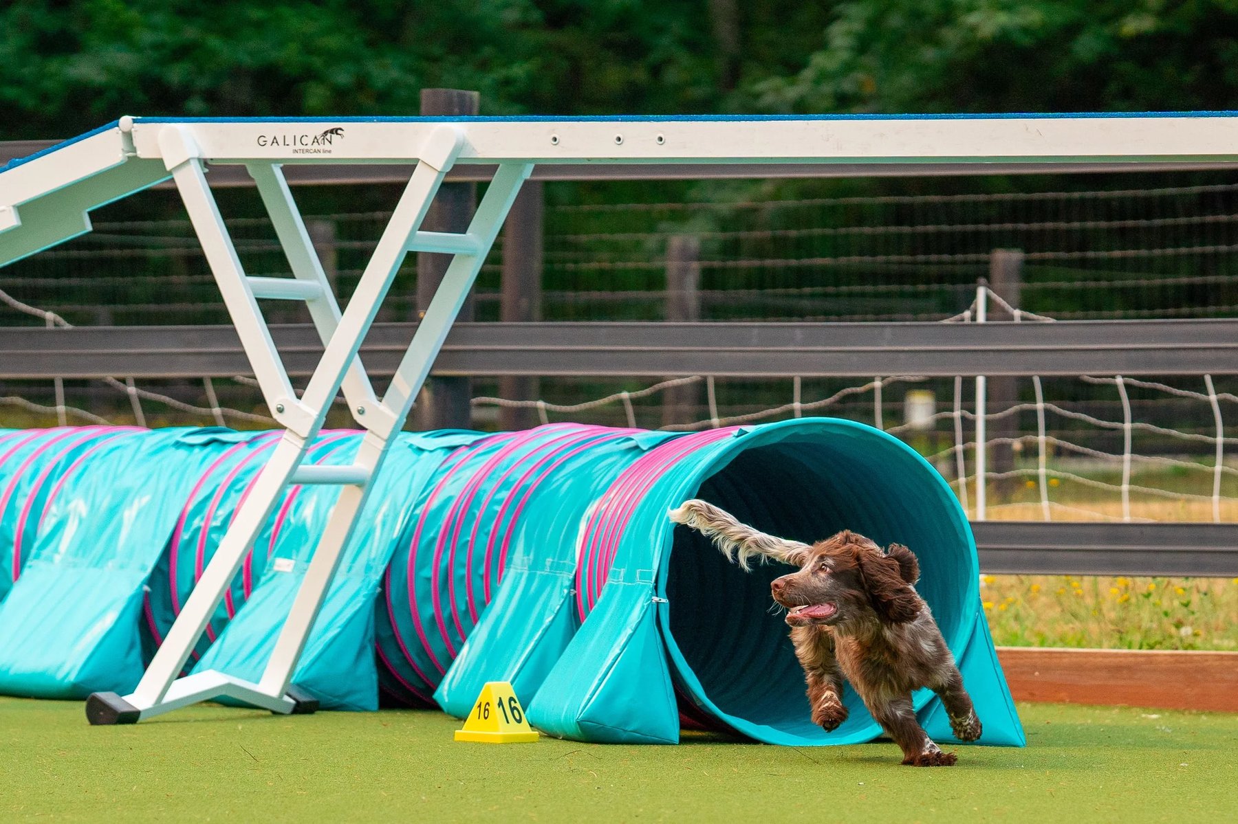 RED DOG training