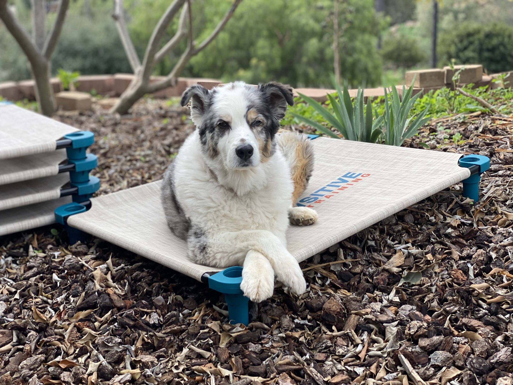 Get Pawsitive Dog Training