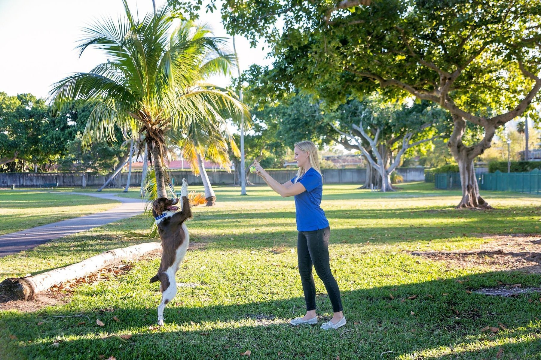 Crown Dog Training